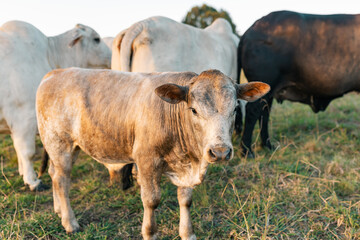 Curious calf in paddock with various cattle breeds in background