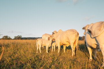 Brahman cows with calves in paddock in rural New South Wales
