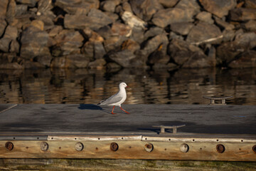 Obraz premium A seagull with red legs walking along a dock, with rocks and water reflecting in the background