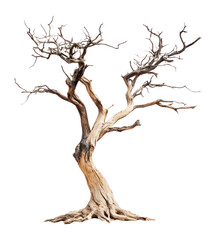 Fototapeta premium PNG Dried tree isolated wood art.