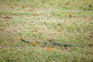 Red-bellied black snake slithering across grass in rural New South Wales