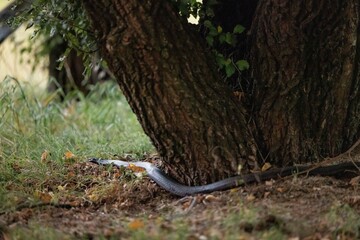 Red-bellied black snake slithering around tree in rural New South Wales