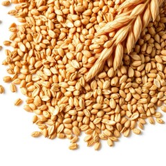 Fototapeta premium Close-up of spelt bran and grains, isolated on white, gluten, food photography, natural