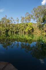 Fototapeta premium Palm trees, the tropical forest at the shore of the lake, Inhotim, Minas Gerais, Brazil.