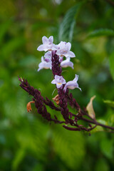 Common verbena beautiful flower in Inhotim, Minas Gerais, Brazil.