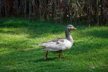Gooses under the palm trees in Inhotim, Minas Gerais, Brazil.