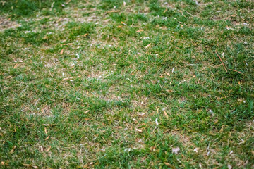 Close-up of fresh green grass surface on a sunny day. The essence of a natural grass with subtle variations in color. Selective focus.