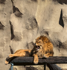 lion in the zoo