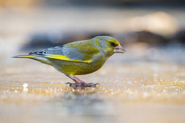 European Greenfinch (Carduelis chloris). Small bird walking on frozen water with focused gaze. Shallow water with icy surface reflecting soft golden light.