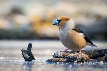 Hawfinch (Coccothraustes coccothraustes). Sturdy bird perched on frozen rock with sharp beak. Frozen water surface and natural woodland in background. A strong presence in a fragile winter scene.