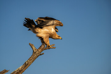 Tawny Eagle (Aquila rapax). Eagle perched on a dry tree branch, wings slightly spread, ready for flight. Clear blue sky in the background.