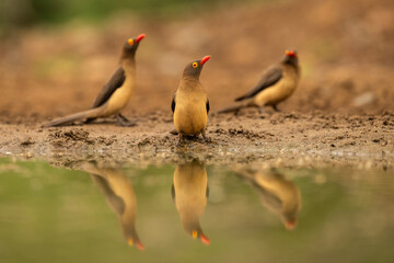 Red-billed Oxpecker (Buphagus erythrorhynchus). Small oxpecker perched on dry ground near water, gazing at surroundings. Blurred reflection in the water.
