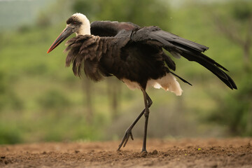 Woolly-necked Stork (Ciconia episcopus). Stork standing on dry earth, feathers ruffled by the wind. Green vegetation in the background.