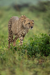 Cheetah (Acinonyx jubatus). A cheetah moves through the green savanna, its sleek body blending with the grass. Focused eyes and spotted coat define its agility and strength.