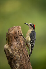 Black-cheeked Woodpecker (Melanerpes pucherani). Clinging to a tree trunk. Dense forest habitat. The striking contrast of red, black, and yellow plumage makes this scene vibrant.