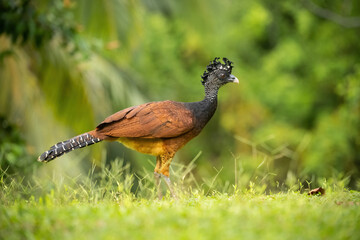 Great Curassow (Crax rubra). Walking through grasslands. Lush tropical vegetation. The bird's elegant posture and curly crest stand out against the green backdrop.