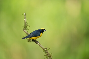 Yellow-crowned Euphonia (Euphonia luteicapilla). Sitting on a mossy branch. Lush green habitat. The contrast between the bird’s deep blue and yellow colors enhances its delicate form.