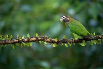 Brown-hooded Parrot (Pionopsitta haematotis). Perched on a branch. Vibrant tropical foliage. The parrot's bright green plumage blends seamlessly with the surrounding jungle.