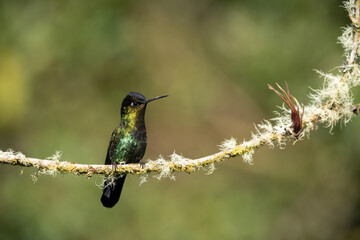 Fiery-throated Hummingbird (Panterpe insignis). Resting on a lichen-covered branch. Cloud forest setting. The iridescent colors shimmer brilliantly in the soft light.