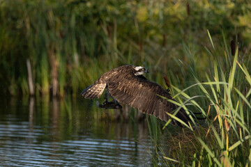 Osprey (Pandion haliaetus). Raptor catching fish mid-flight. Marshy wetland with dense reeds. Dramatic action with water droplets in motion.