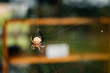 Australian Garden Orb Weaver - Hortophora transmarina - in web