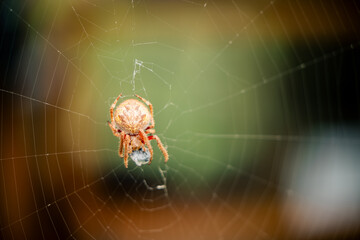 Australian Garden Orb Weaver - Hortophora transmarina - in web