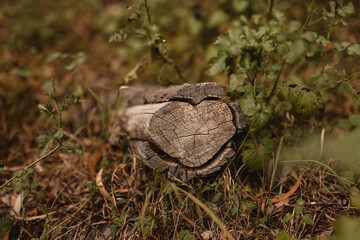 Dead tree branch in the Australian bush shaped like a heart