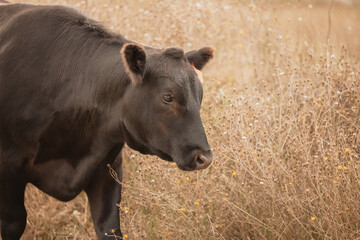 Fototapeta premium Close up portrait of Black Angus cow on rural Australian property