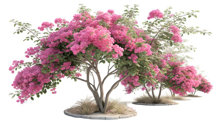 Naklejka premium Lush Pink Bougainvillea Trees in a Garden Setting