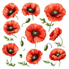 A vibrant arrangement of red poppy flowers and buds with intricate details, showcasing their delicate petals and unique structure.