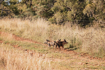 Three young wild pigs on bush track