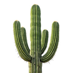 Cactus png, realistic cactus png, saguaro cactus png, desert plant png, green cactus isolated png