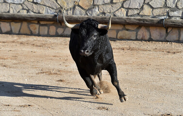 un toro negro español con grandes cuernos en un espectaculo taurino en españa
