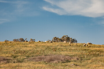Sheep grazing on hill top with blue sky background