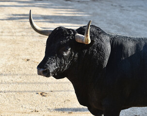 un toro negro corriendo en una plaza de toros en españa durante un espectaculo taurino