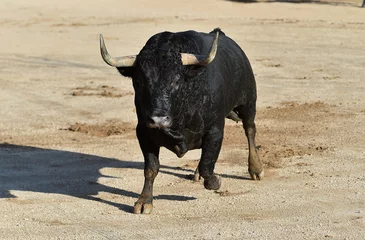  strong bull in a traditional spectacle of bullfight in spain © alberto