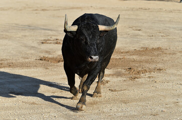 toro español con grandes cuernos