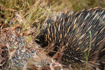A lone Native Australian Echidna attempting to hide in long grass