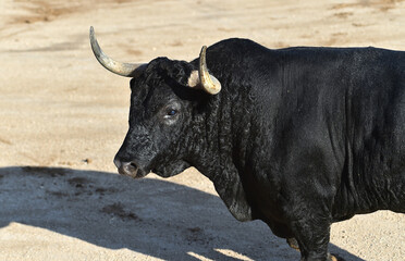 un toro negro español con grandes cuernos en un espectaculo taurino en españa