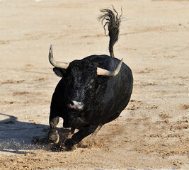 toro español con grandes cuernos