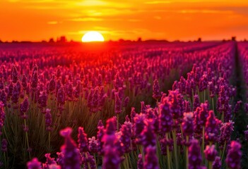 Sun-drenched lavender field at golden hour, vibrant purple hues against fiery sunset sky, color, bloom