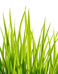 Fototapeta premium Vibrant green blades of grass isolated on pure white , meadow, texture