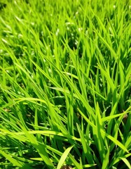 Vibrant green grass background, lush texture, sunny day, verdant, chlorophyll, rural