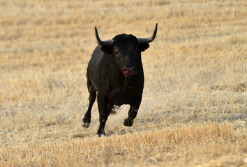 toro español con grandes cuernos