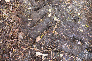 Evidence of human activity on natural soil near forest area during autumn season