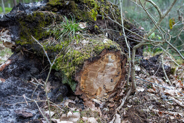 Tree stump covered in moss and soil in a dense forest during early spring