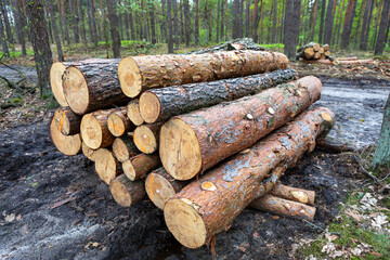 Logs stacked neatly in a forest clearing during daytime work session