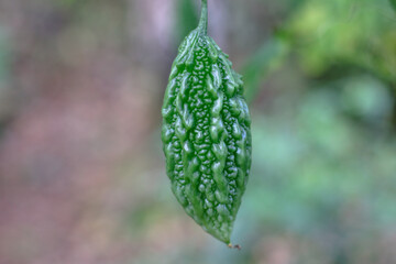 one bitter melon on its stem in an Indonesian garden