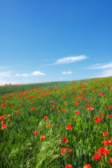 Wheat field, blue sky and poppy flowers in countryside for sustainable growth, natural ecosystem or ecology. Empty space, environment or plants in farmland for eco friendly scenery or travel location