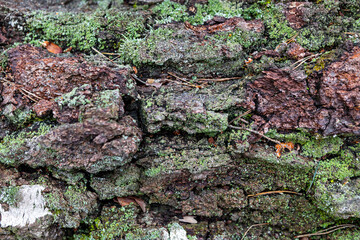 Moss-covered bark reveals the beauty of nature in a forest setting during late afternoon